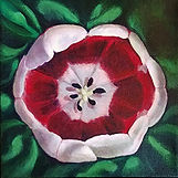 Red & White from Above