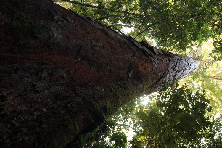 ecoturismo na amazonia