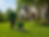 lawn ferilization