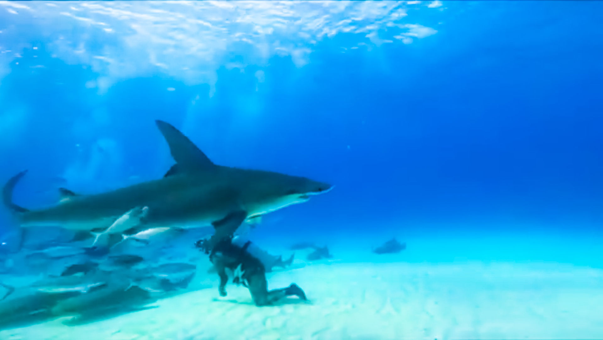 hammerhead shark in bimini
