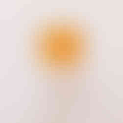 mosquito in amber in amber museum in puerto plata