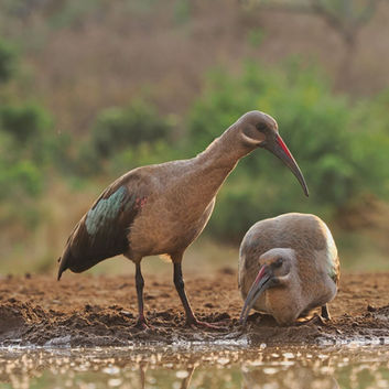 Hadada Ibis