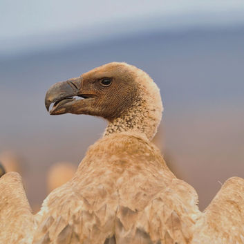 White-backed Vulture