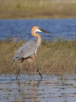 Goliath Heron