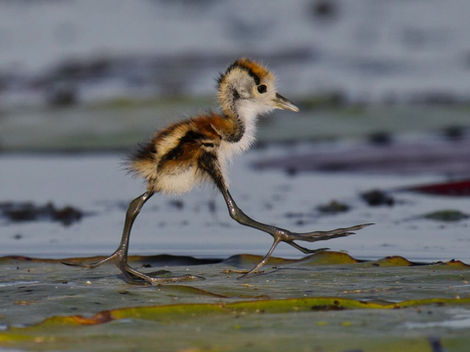 African Jacana chick