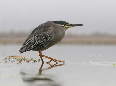 Striated Heron