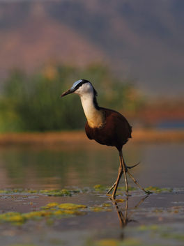 African Jacana