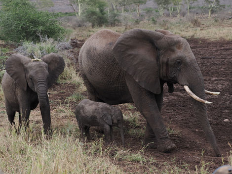 Family walkabout