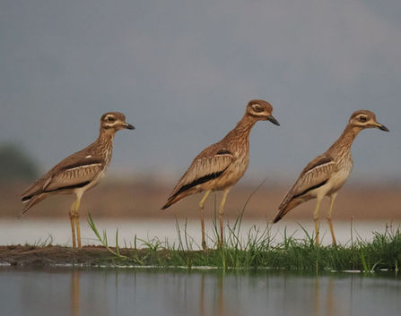 Water Thick-knee
