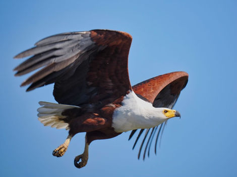 African Fish eagle