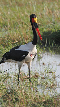 Saddle-billed Stork
