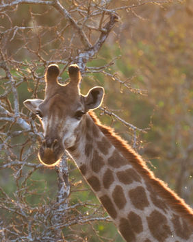 Young giraffe in the evening light