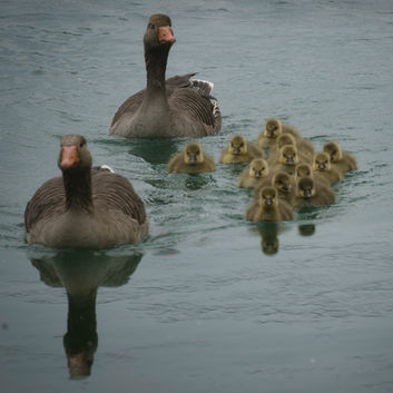 Greylag adults & chicks