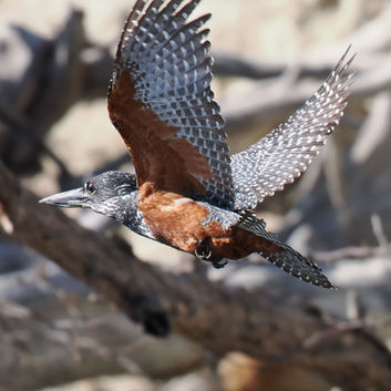 Giant Kingfisher
