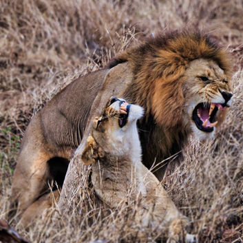 Lions mating