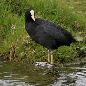 Coot