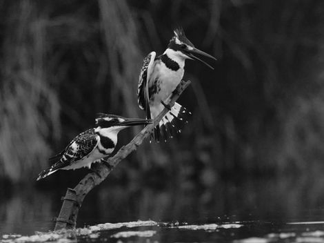 Pair of pied Wagtails