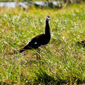 Spur-winger Goose
