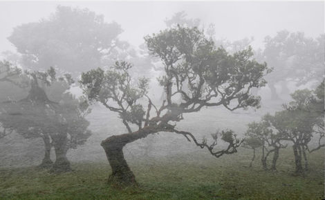 Fanal Forest in the mist