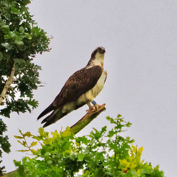 Osprey