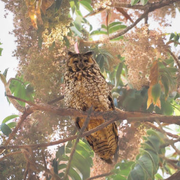 Pel's Fishing Owl