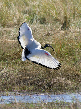 Sacred Ibis