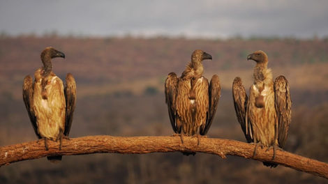 White-backed Vulture, but three is company