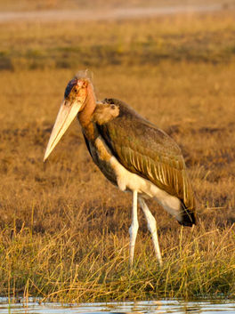 Marabou S=tork
