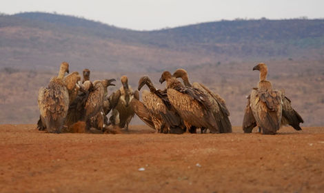 White-backed Vultures squabbling over carrion
