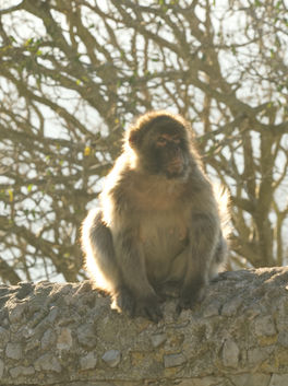 Barbary Macaque