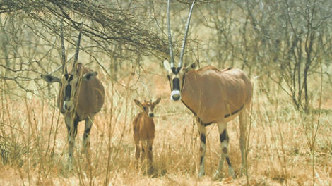 Oryx, adults & calf