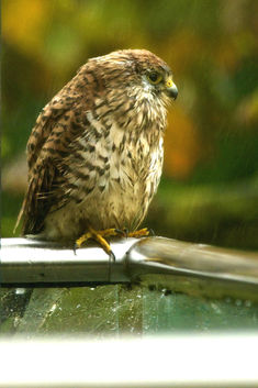 Kestrel