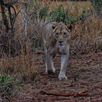 Lioness in the morning light