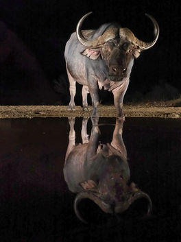 Buffalo coming to drink