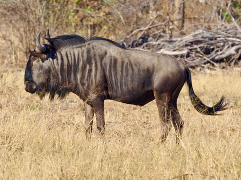 Wildebeast, male