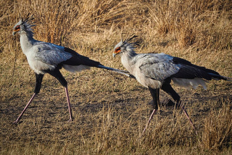 Pair of Secretary birds