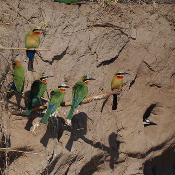Bee-eater colony with a cheeky Pied Kingfisher squatting in one of the nest holes