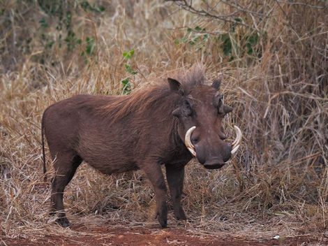Impressive tusked warthog