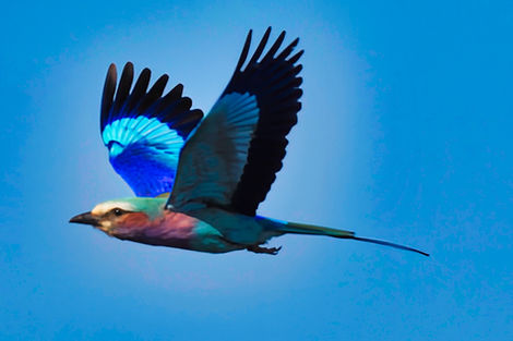 Lillac-breasted roller