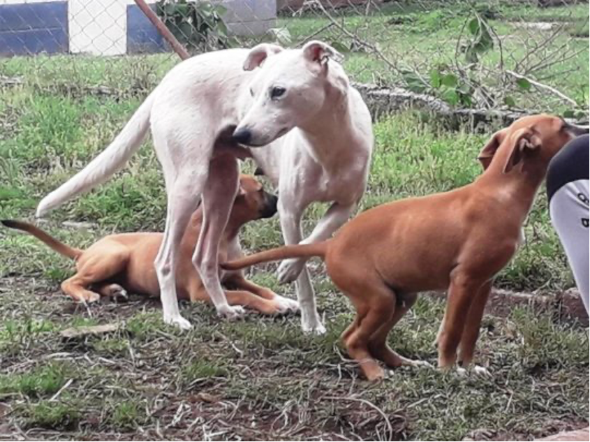 dog, puppies, rescue dogs, rescue puppies