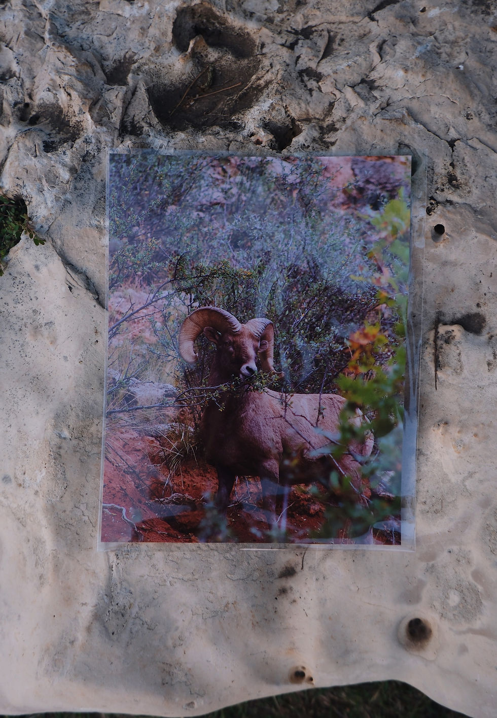 Thumbnail: 8.5"x11" Print