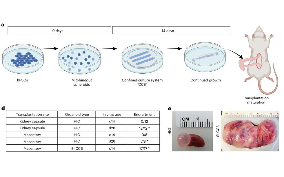 3D gedrucktes Scaffold verdoppelt Wachstum von Darm-Organoiden, 3D-Druck in der Biomedizin