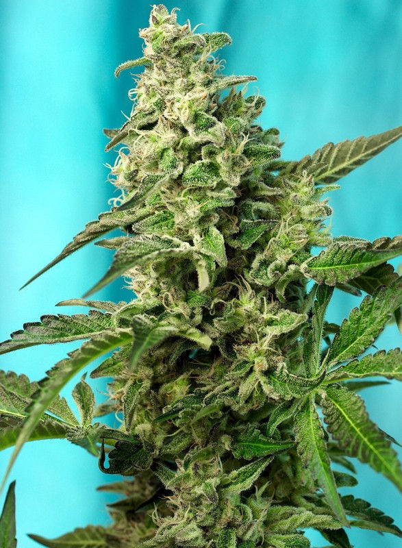 Green Poison F1 (100) Fast Version®  Sweet Seeds