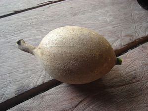 Huito