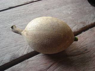 Huito