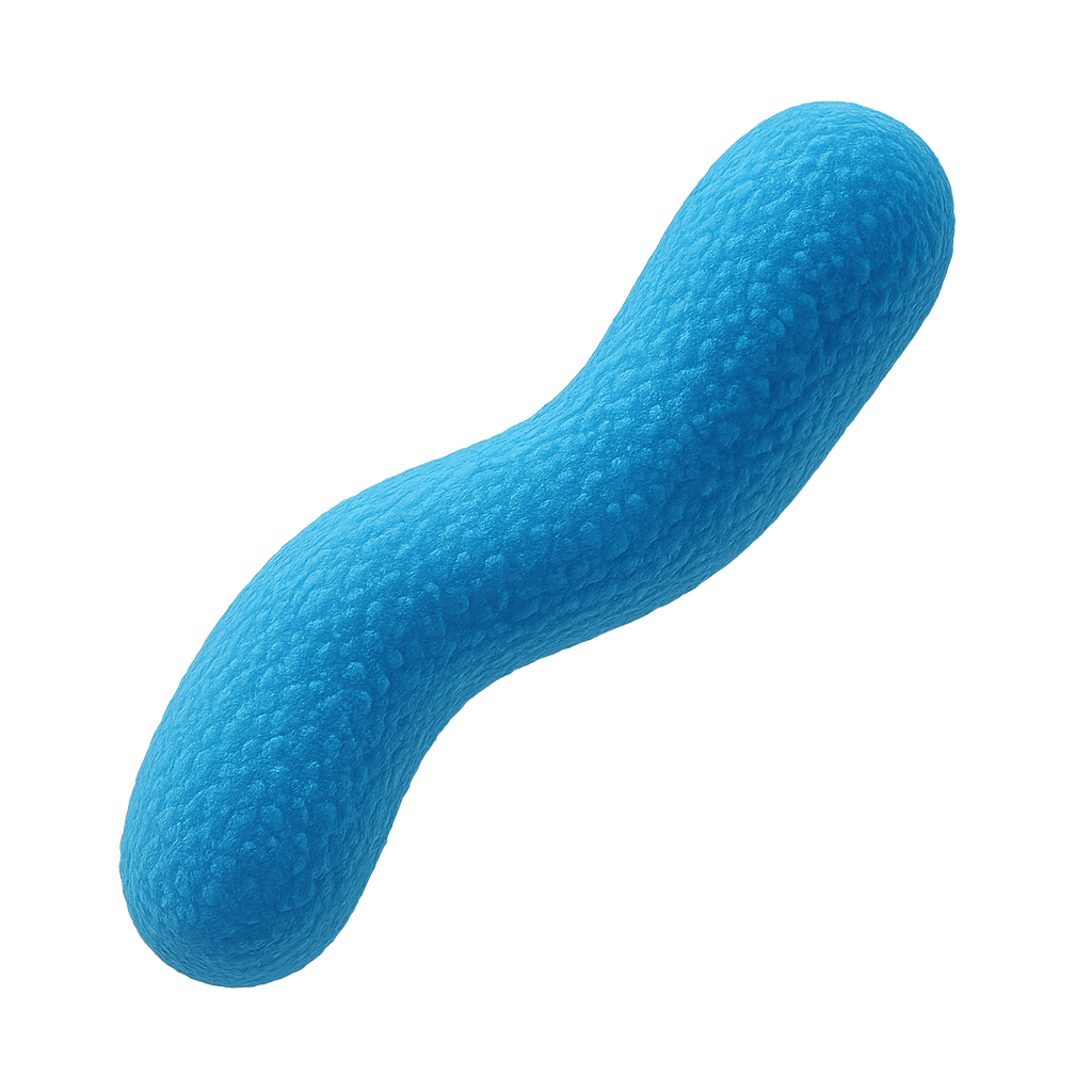 🦠 What Is Akkermansia muciniphila? The Gut Bacteria Everyone’s Talking About