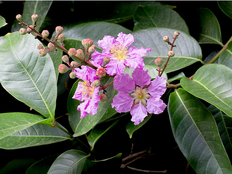 🌿 Natural Blood Sugar Support: A Herbal Solution for Balanced Glucose