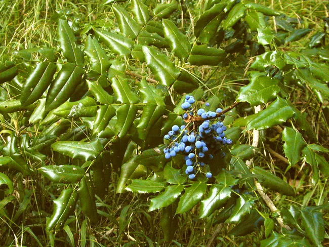 Oregon grapes