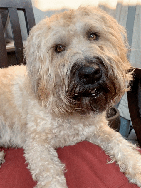 BruBerri Custom Designer Pet Portraits, Brunello