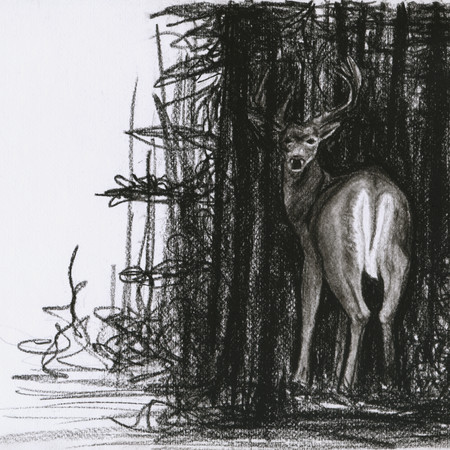 White Tail